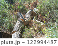 切り倒された木 122994487