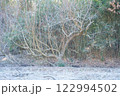 根が張る木 122994502