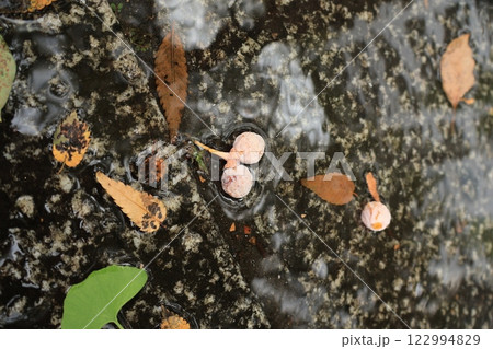 山下公園通の歩道に落ちている銀杏の実 横浜 山下公園通の歩道に落ちている銀杏の実 横浜 122994829