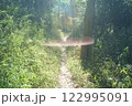 森に差し込む光 122995091