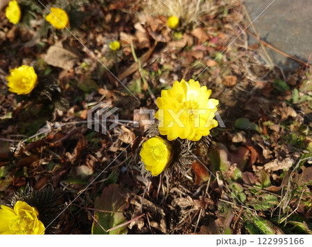 福寿草　フクジュソウ 122995166