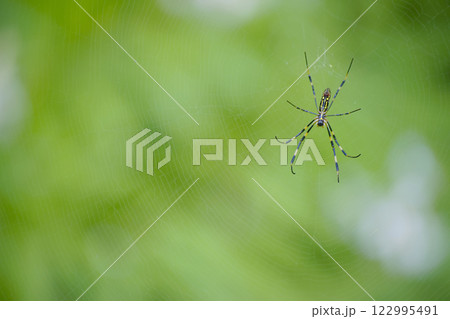 蜘蛛 122995491