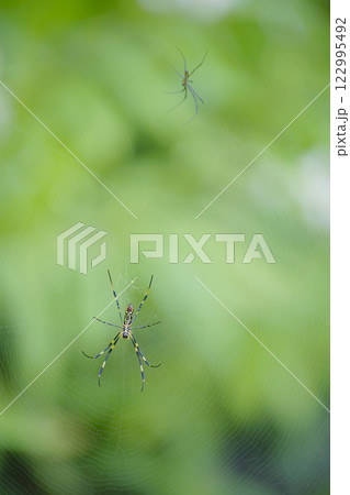 蜘蛛 122995492