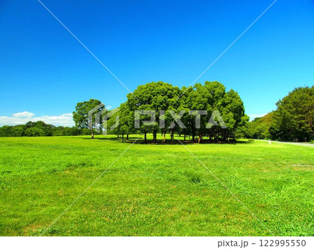 楠木と草原のある夏の水元公園風景 122995550