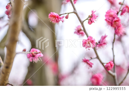 鹿児島紅 紅梅 梅の木 梅林 冬 【神奈川県】 122995555