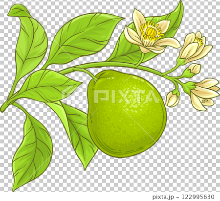 Bergamot Branch with Flruits and Flowers Colored Detailed Illustration Bergamot Branch with Flruits and Flowers Colored Detailed Illustration 122995630