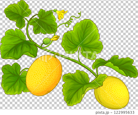 Melon Plant Colored Detailed Illustration Melon Plant Colored Detailed Illustration 122995633