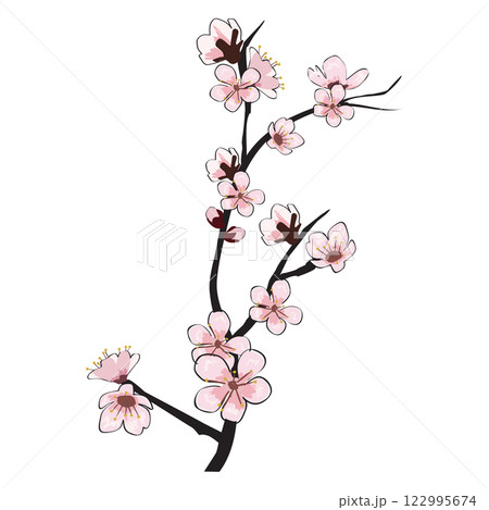 Spring blooming flowers branch Sakura cherry 122995674