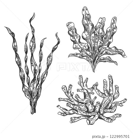 Vector illustration of sea and ocean seaweed plant and coral. Isolated object on a white background. Tropical underwater element, natural bottom world. Hand drawn textured sketch, isolated background Vector illustration of sea and ocean seaweed plant and coral. Isolated object on a white background. Tropical underwater element, natural bottom world. Hand drawn textured sketch, isolated background 122995701