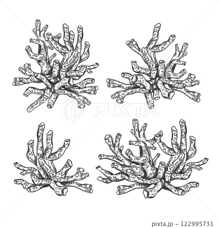 Vector illustration of sea and ocean coral plant. Isolated object on a white background. Tropical underwater element of natural bottom world. Hand drawn textured sketch on isolated background 122995731