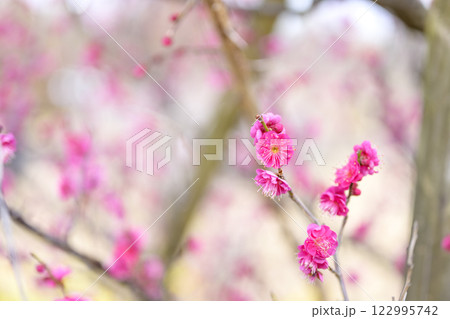 鹿児島紅 紅梅 梅の木 梅林 冬 【神奈川県】 122995742