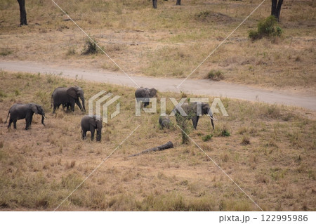 アフリカゾウの群れ遠景 122995986