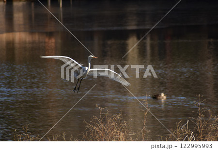 池に飛来したシラサギ 池に飛来したシラサギ 122995993