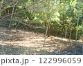 多摩市唐木田の里山　竹 122996059