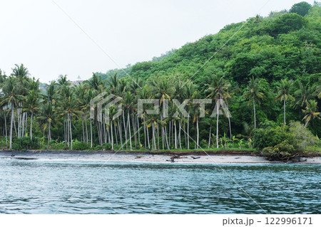 Tropical coconut plant and green palm tree with forest and wild on mountain growing up on beach and sea in Bali, Indonesia 122996171