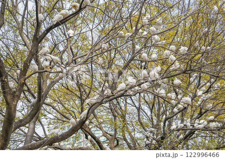 上海人民公園の白い鳩 122996466