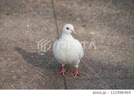 上海人民公園の白い鳩 上海人民公園の白い鳩 122996469
