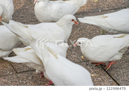 上海人民公園の白い鳩 上海人民公園の白い鳩 122996470