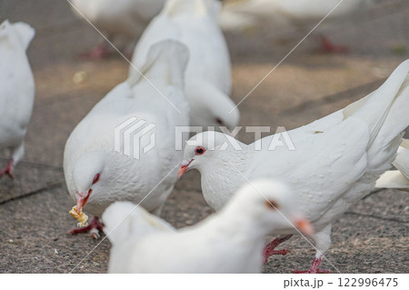 上海人民公園の白い鳩 122996475