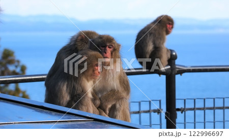 別府高崎山自然動物公園7　餌付けされた野生のニホンザル 122996697