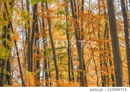 秋の上海人民公園 秋の上海人民公園 122996718