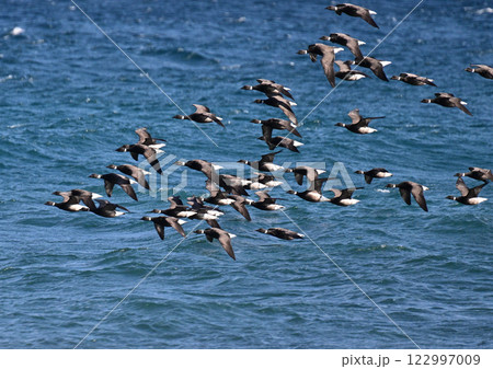 コクガン飛翔 122997009