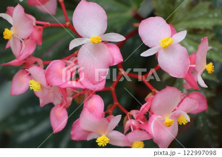 華麗な花の代表格ベゴニアの花 122997098
