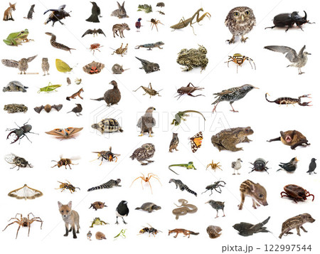 european wildlife in studio european wildlife in studio 122997544