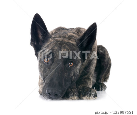 Dutch Shepherd in studio Dutch Shepherd in studio 122997551