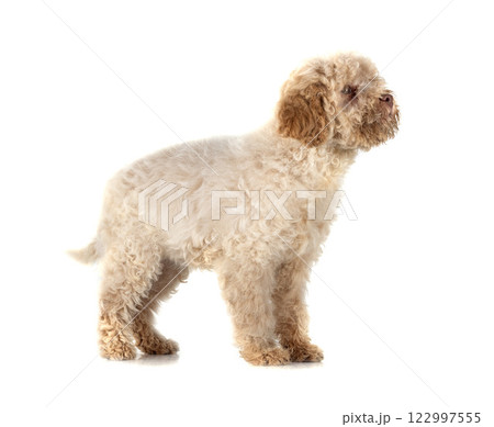 Romagna Water Dog 122997555