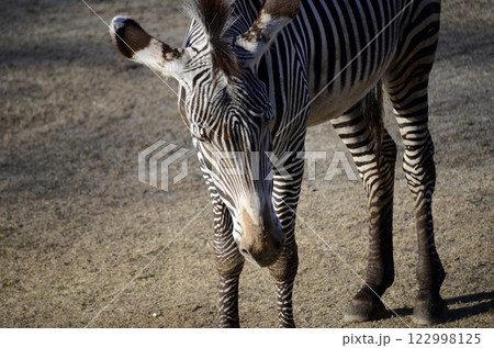 シマウマ 122998125