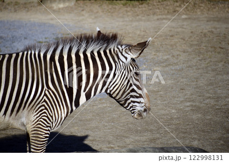 シマウマ 122998131
