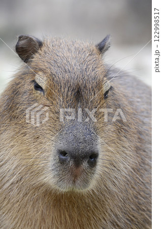 カピバラ 122998517