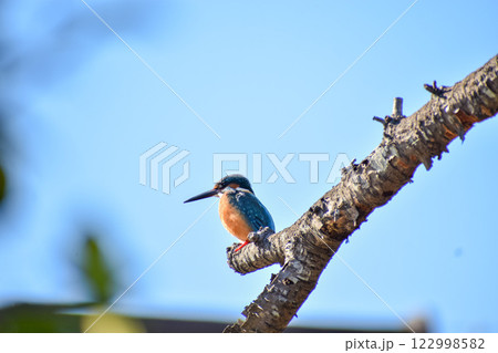 青空に映えるカワセミ 122998582