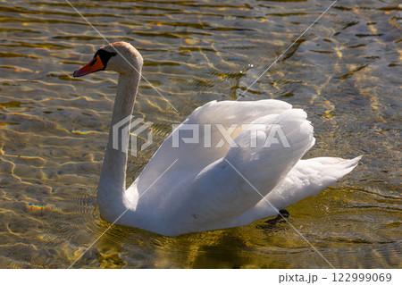 An Elegant Swan is Gracefully Gliding on the Serene Surface of the Calm and Clear Water 122999069