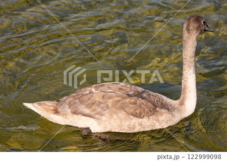 A Young Swan Swiftly Swimming Gracefully in the Clear, Calm Water of a Serene Pond 122999098