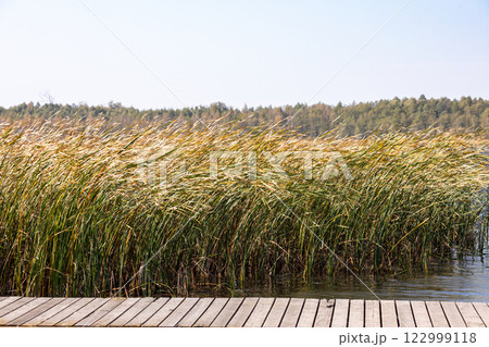 A Serene Lakeside View featuring Abundant Wildflowers and a Wooden Pier by the Water A Serene Lakeside View featuring Abundant Wildflowers and a Wooden Pier by the Water 122999118