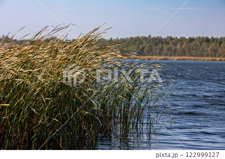 A beautiful and serene lakeside view characterized by reeds and calm reflections on the water A beautiful and serene lakeside view characterized by reeds and calm reflections on the water 122999127