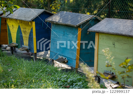 Explore the lively beehives in a serene, colorful garden full of life and beauty Explore the lively beehives in a serene, colorful garden full of life and beauty 122999137