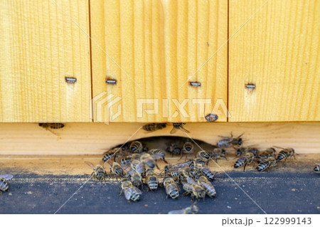Busy bees enter their hive in daylight, showcasing their industrious nature and teamwork 122999143