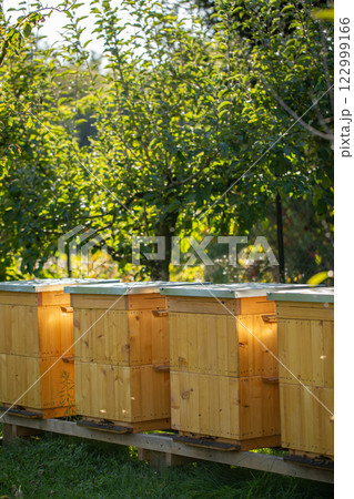Beautiful beehives nestled in a sunny orchard beautifully surrounded by abundant lush greenery 122999166