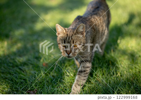 A wildcat confidently walks through the lush grass, exploring its natural environment 122999168