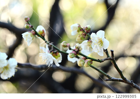 春の日差しの中海外下白梅 春の日差しの中海外下白梅 122999305