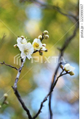 梅の花 122999307