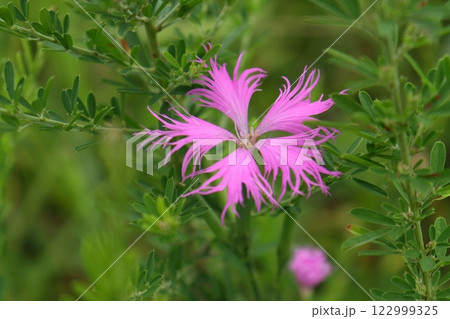 カワラナデシコ　ピンク色の花　草原に咲く 122999325