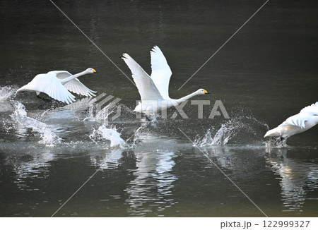 ハクチョウが飛び立つ場面 122999327
