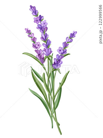 Bouquet of Lavender flowers. Hand drawn floral illustration 122999566