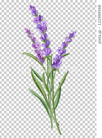 Bouquet of Lavender flowers. Hand drawn floral illustration 122999566