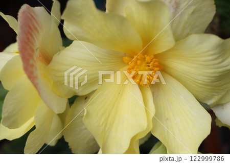 幸運のインテリアアイテムとしてベゴニアの花‐弐 幸運のインテリアアイテムとしてベゴニアの花‐弐 122999786