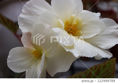 幸運のインテリアアイテムとしてベゴニアの花ー五 幸運のインテリアアイテムとしてベゴニアの花ー五 122999789